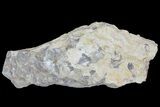 Fossil Fish (Gosiutichthys) Mortality Plate - Lake Gosiute #68421-1
